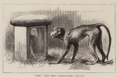 Errances dans le zoo